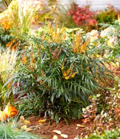 Mahonie 'Volcano®' (MYOY®) -Gartenpflanzen Geschäft 9044133445662