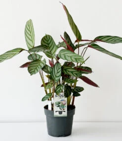 Korbmarante 'Compact Star' -Gartenpflanzen Geschäft 9044155531294