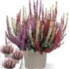 3er-Set Calluna Knospenheide 'Gardengirls®' Tricolor, Je Im 13 Cm-Topf -Gartenpflanzen Geschäft 9044621590558