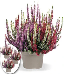 3er-Set Calluna Knospenheide 'Gardengirls®' Tricolor, Je Im 13 Cm-Topf