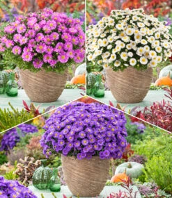 Herbstaster-Kollektion 'Alpha®', Je Im 13 Cm-Topf