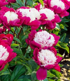 Päonie 'Pink With White Cap' -Gartenpflanzen Geschäft 9045335277598