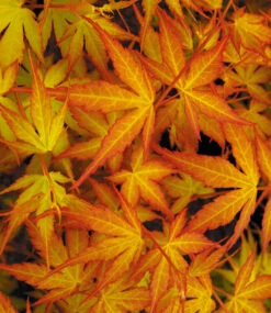 Japanischer Ahorn 'Katsura' 6 Japanischer Ahorn 'Katsura' -Gartenpflanzen Geschäft 9045419327518