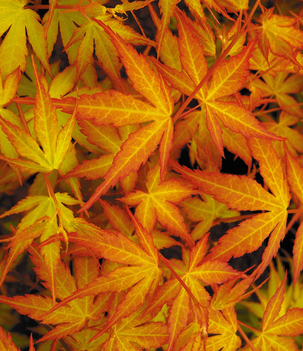 Japanischer Ahorn 'Katsura' 4 Japanischer Ahorn 'Katsura' – Bild 2