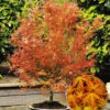 Japanischer Ahorn 'Katsura' -Gartenpflanzen Geschäft 9045419425822