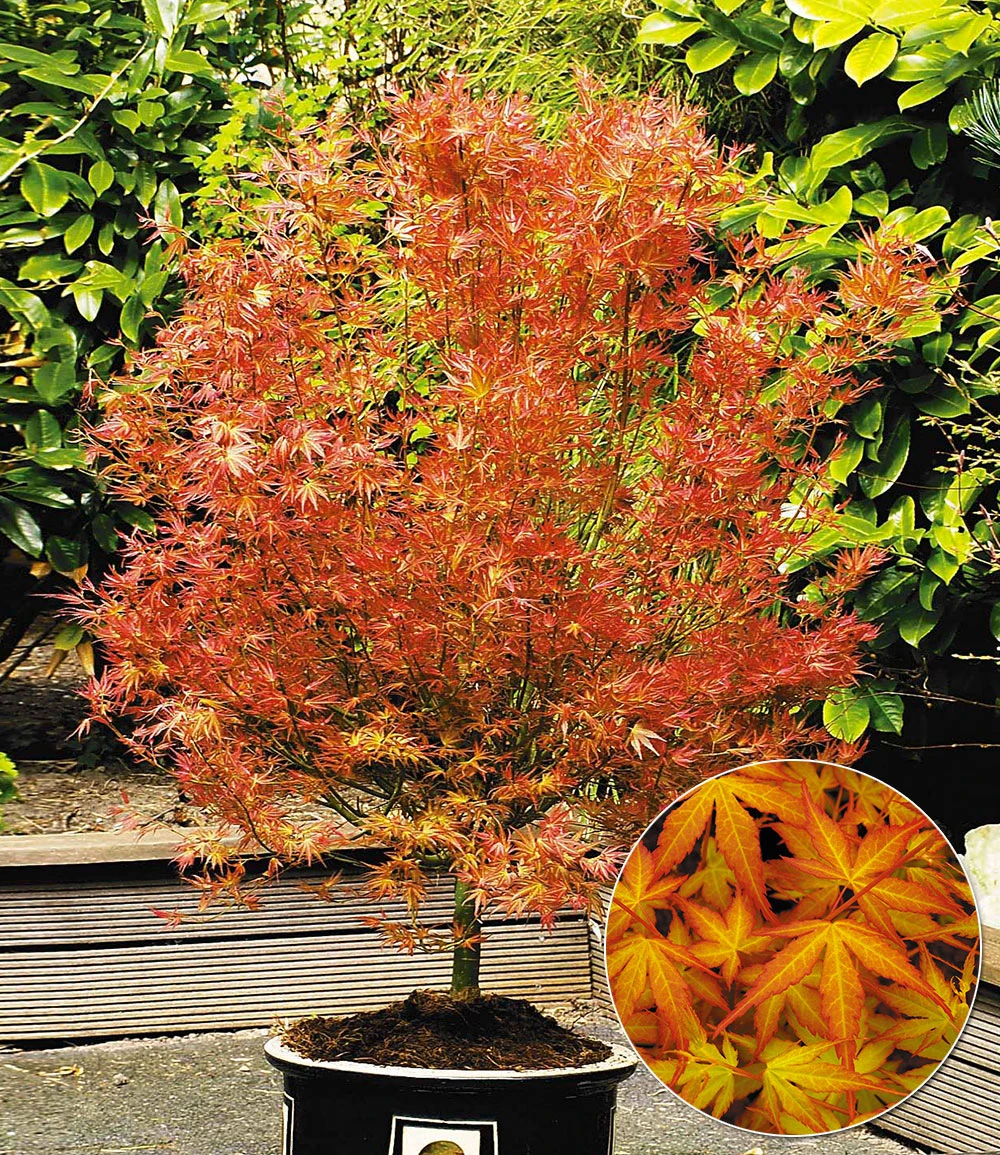 Japanischer Ahorn 'Katsura' 3 Japanischer Ahorn 'Katsura'