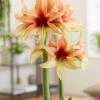 Amaryllis 'Wild Amazone' 1 Amaryllis 'Wild Amazone' -Gartenpflanzen Geschäft 9045875261470