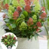 Winterharte Skimmia 'Double Diamond®', Im 15 Cm-Topf 1 Winterharte Skimmia 'Double Diamond®', Im 15 Cm-Topf -Gartenpflanzen Geschäft 9045931687966