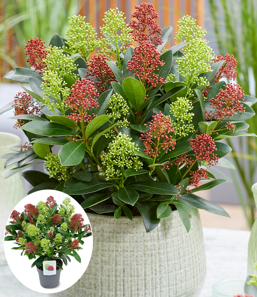 Winterharte Skimmia 'Double Diamond®', Im 15 Cm-Topf 3 Winterharte Skimmia 'Double Diamond®', Im 15 Cm-Topf