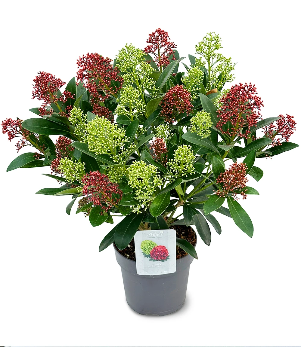Winterharte Skimmia 'Double Diamond®', Im 15 Cm-Topf 4 Winterharte Skimmia 'Double Diamond®', Im 15 Cm-Topf – Bild 2