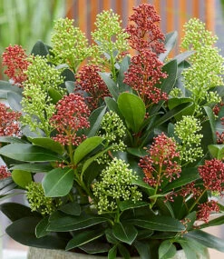 Winterharte Skimmia 'Double Diamond®', Im 15 Cm-Topf 7 Winterharte Skimmia 'Double Diamond®', Im 15 Cm-Topf -Gartenpflanzen Geschäft 9045931884574