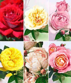 Kollektion 'Rosen D´Amour'