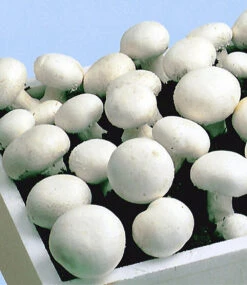 Champignon-Kultur Kollektion -Gartenpflanzen Geschäft zoom 1