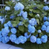 Bauern-Hortensie 'Générale Vicomtesse De Vibraye®' -Gartenpflanzen Geschäft zoom 3