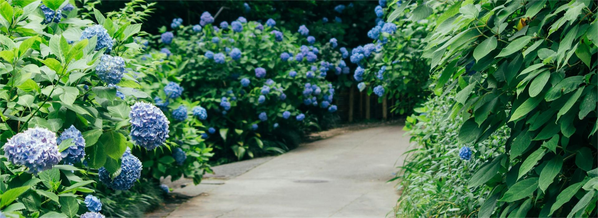 Gartenpflanzen Geschäft -Gartenpflanzen Geschäft atul vinayak QB7hQtyUdyU unsplash