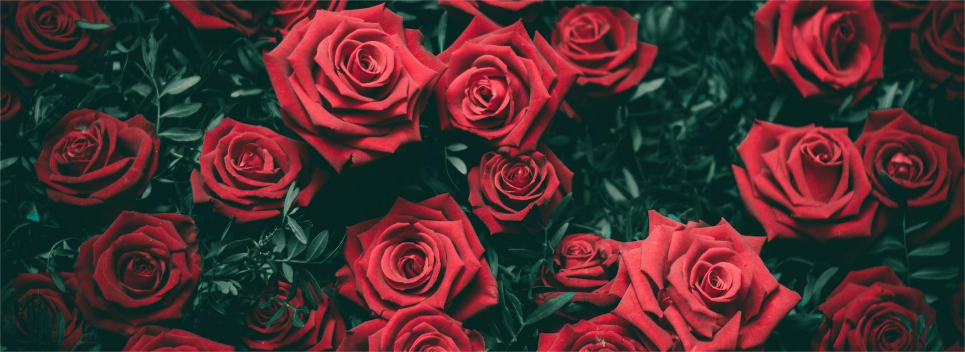 Gartenpflanzen Geschäft -Gartenpflanzen Geschäft biel morro kcKiBcDTJt4 unsplash